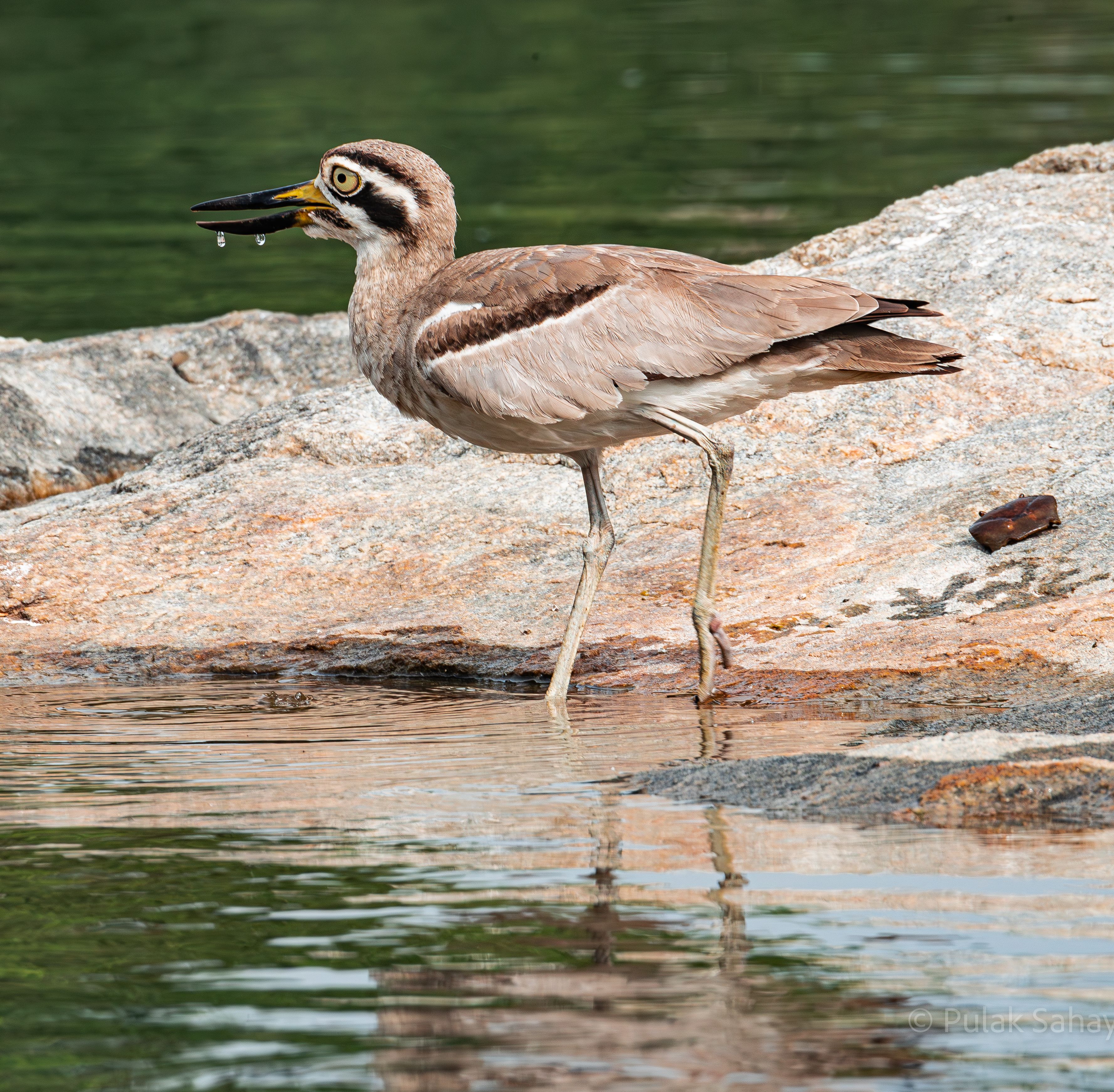 Thick knee with beak dripping wet